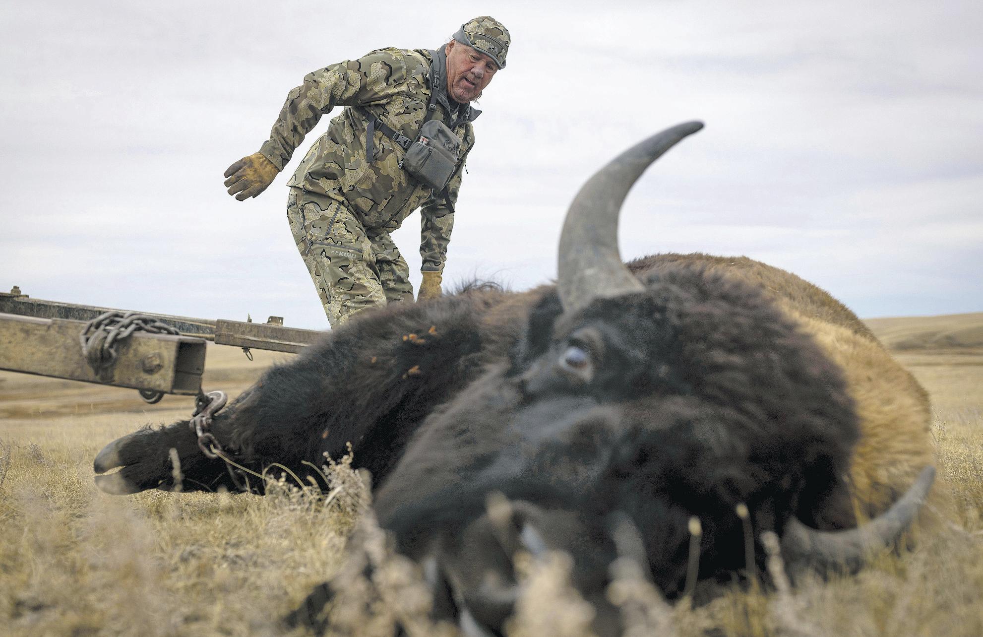 Shutdown has caused tribes to kill bison for food