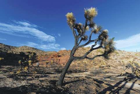 Joshua trees scorched during shutdown
