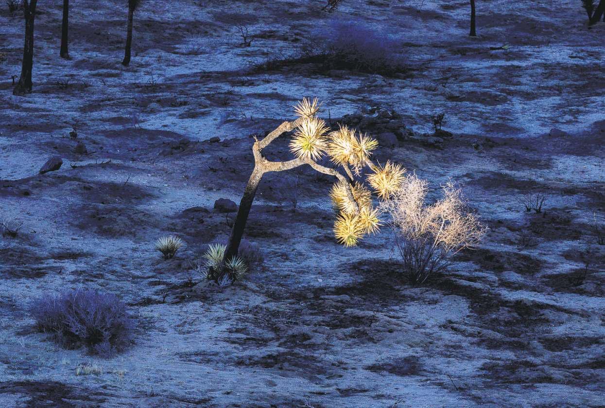 Scores of Joshua trees burned during shutdown