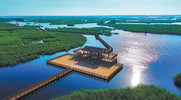 Reed all about it: the humble plant given a new life