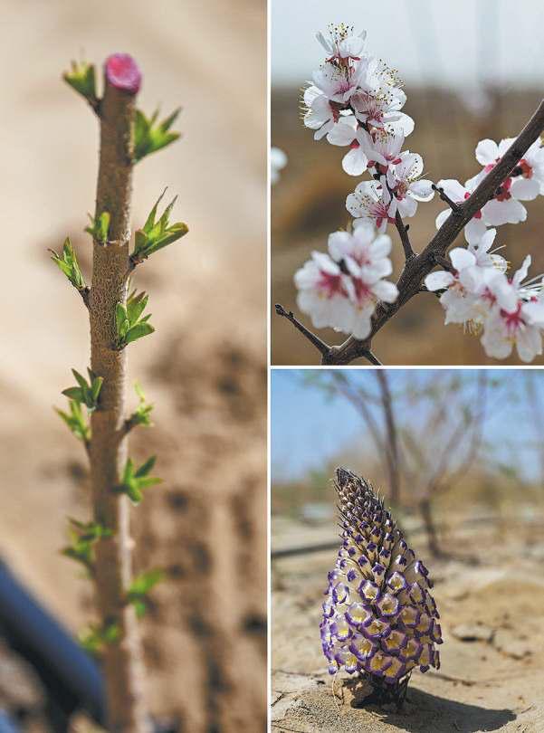 A barricade built of roses