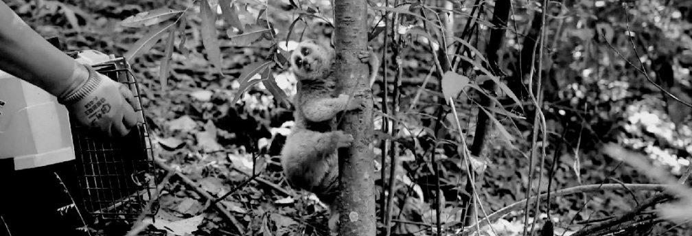 Rare slow loris returns to wild in Yunnan after recovery
