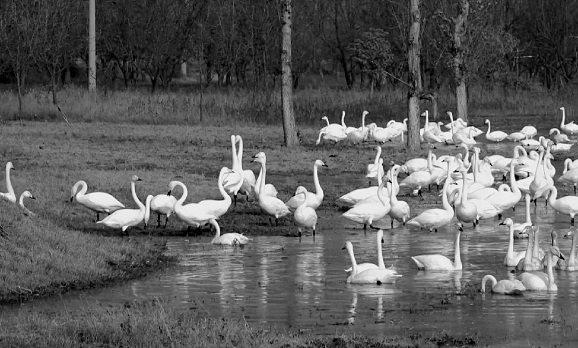 Migratory swans draw crowds to China's Yellow River Wetland