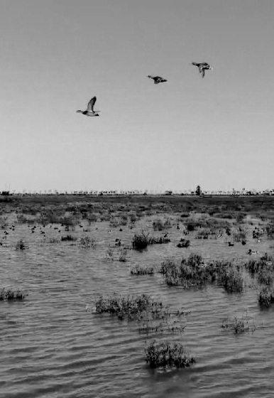 Red seepweeds create breathtaking wetland landscape in east China