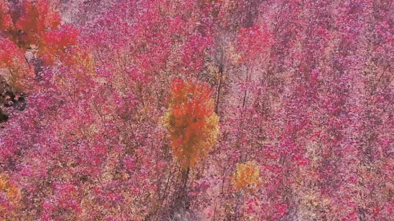 Maple leaves brighten autumn scenery in east China county