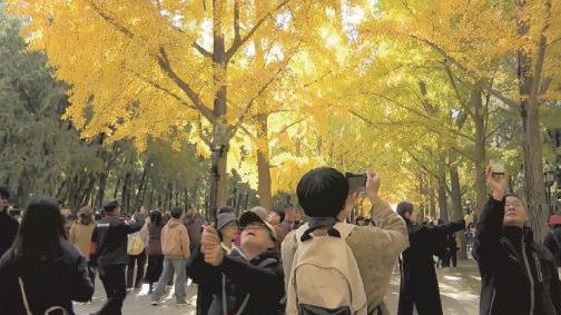 Ginkgo trees offer enchanting autumn glow in China