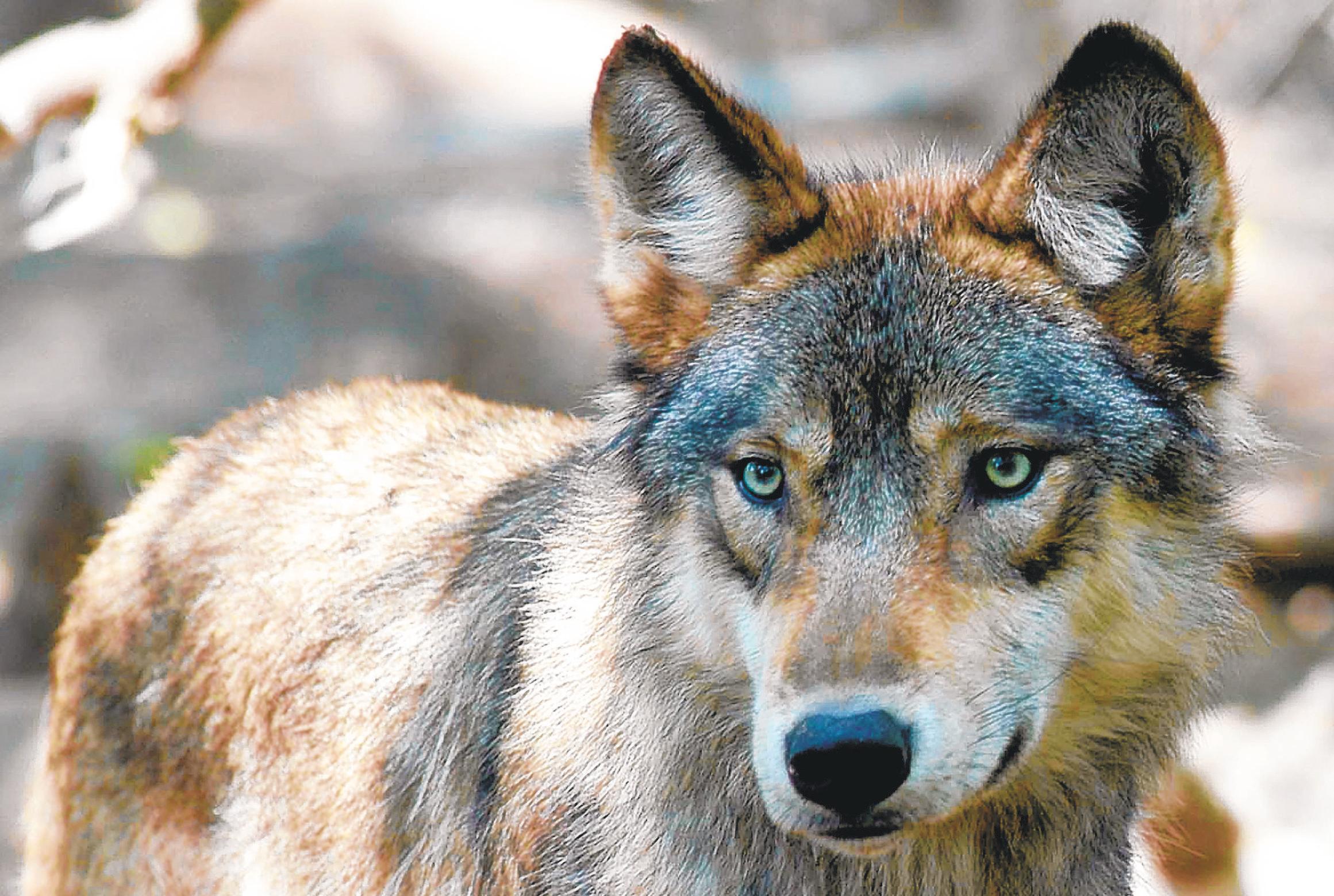 Reimagining our relationship with wolves