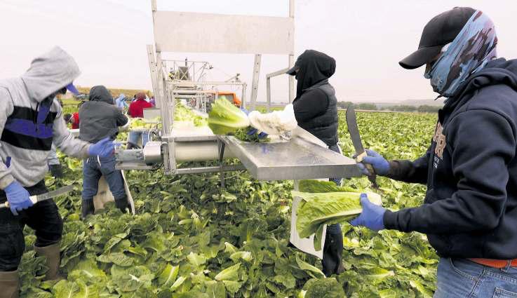 Farmworkers sue Trump, say new rule will cut pay