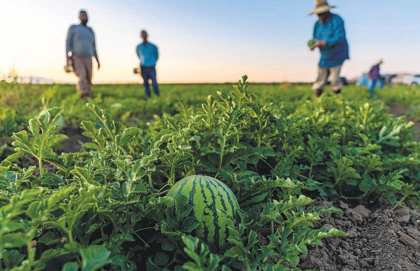 Life in California's fields: 'The American dream eats us alive'