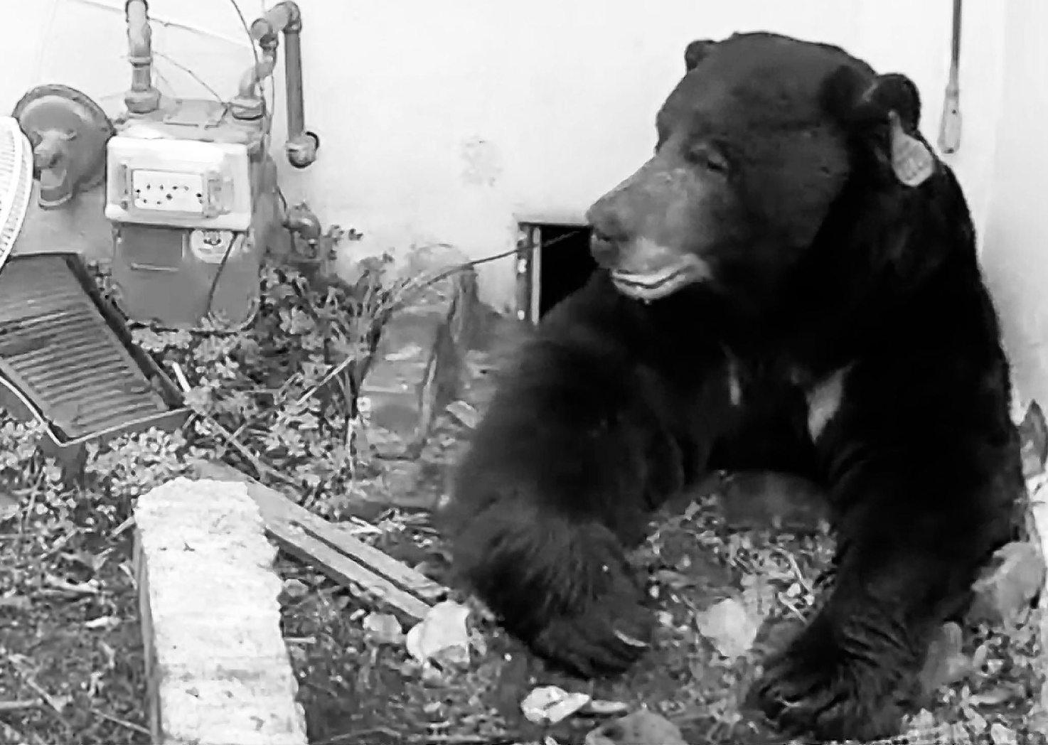 A terrifying roar from under the floor and bear's jig is up