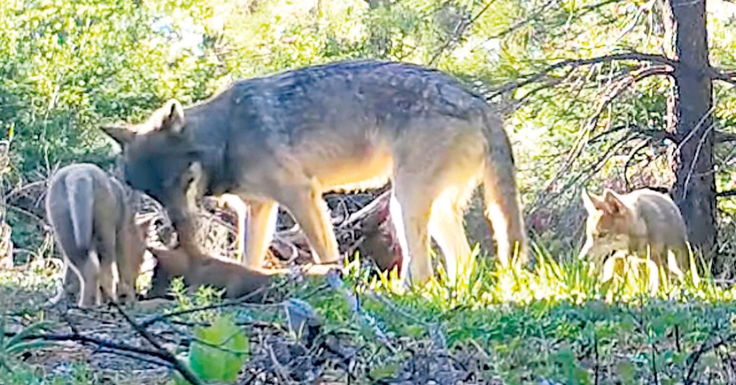 A new wolf pack moves in after another was euthanized
