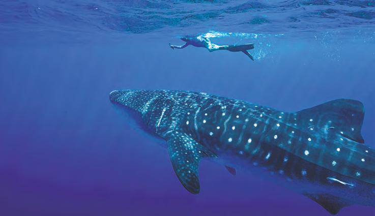 Nations agree on rules to protect sharks