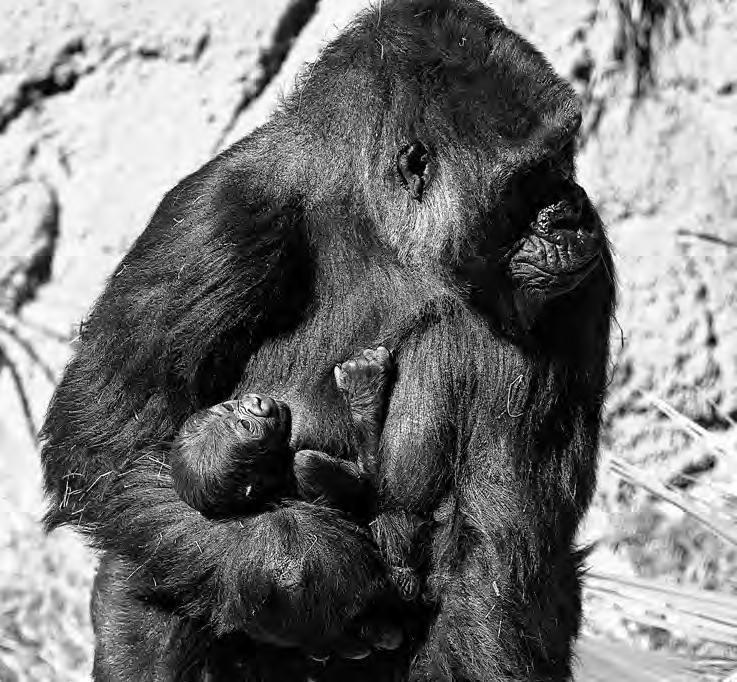 Great-ape baby boom at the L.A. Zoo has a new addition
