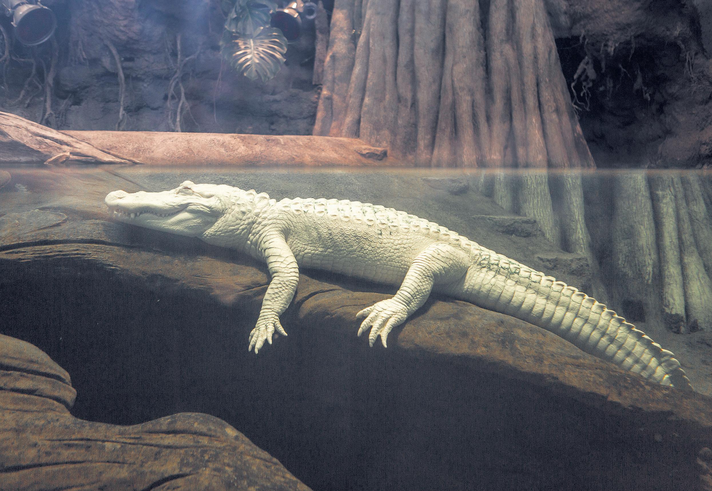 The swamp king has left his habitat