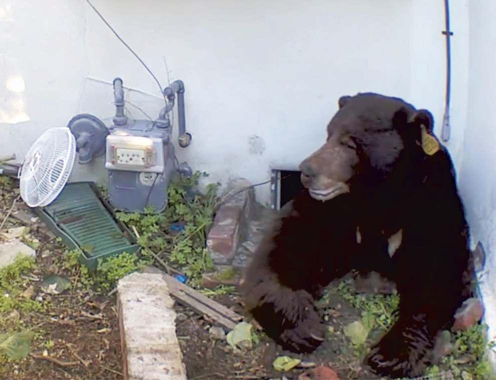 A 550-pound black bear makes home in Altadena