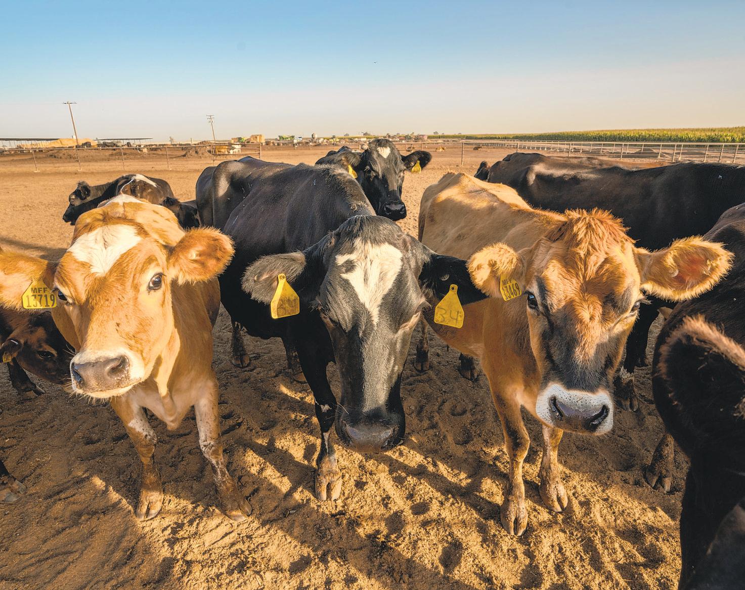 TRUMP PROMISES CASH AID TO FARMERS