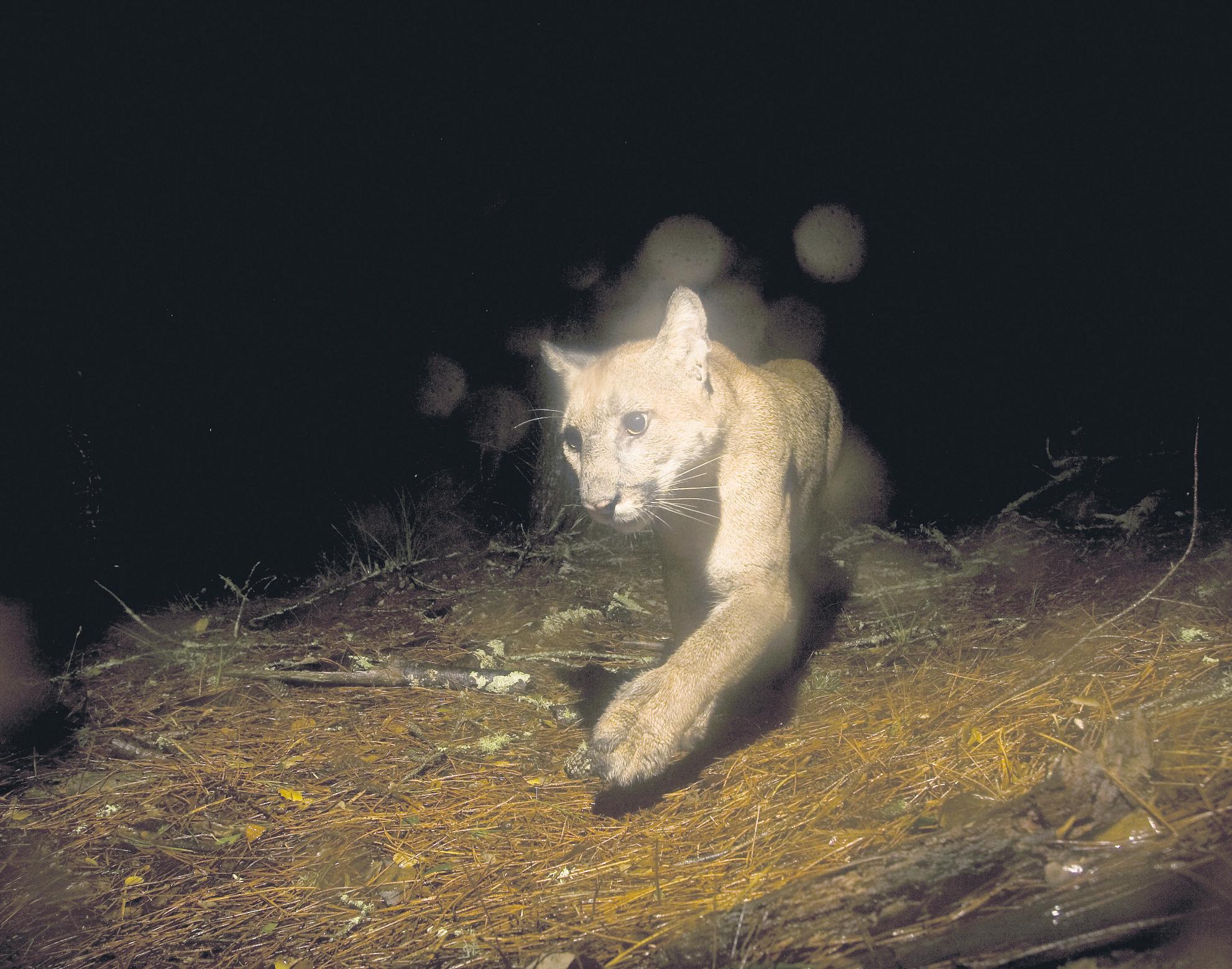 Threatened species status recommended for cougars