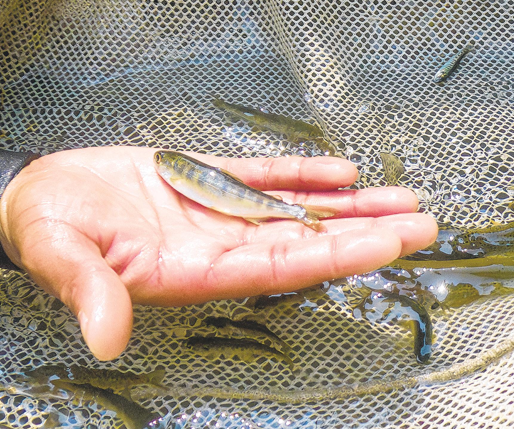 SALMON SPECIES MAKES COMEBACK
