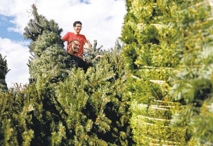 A Christmas tree tradition that's lasted generations