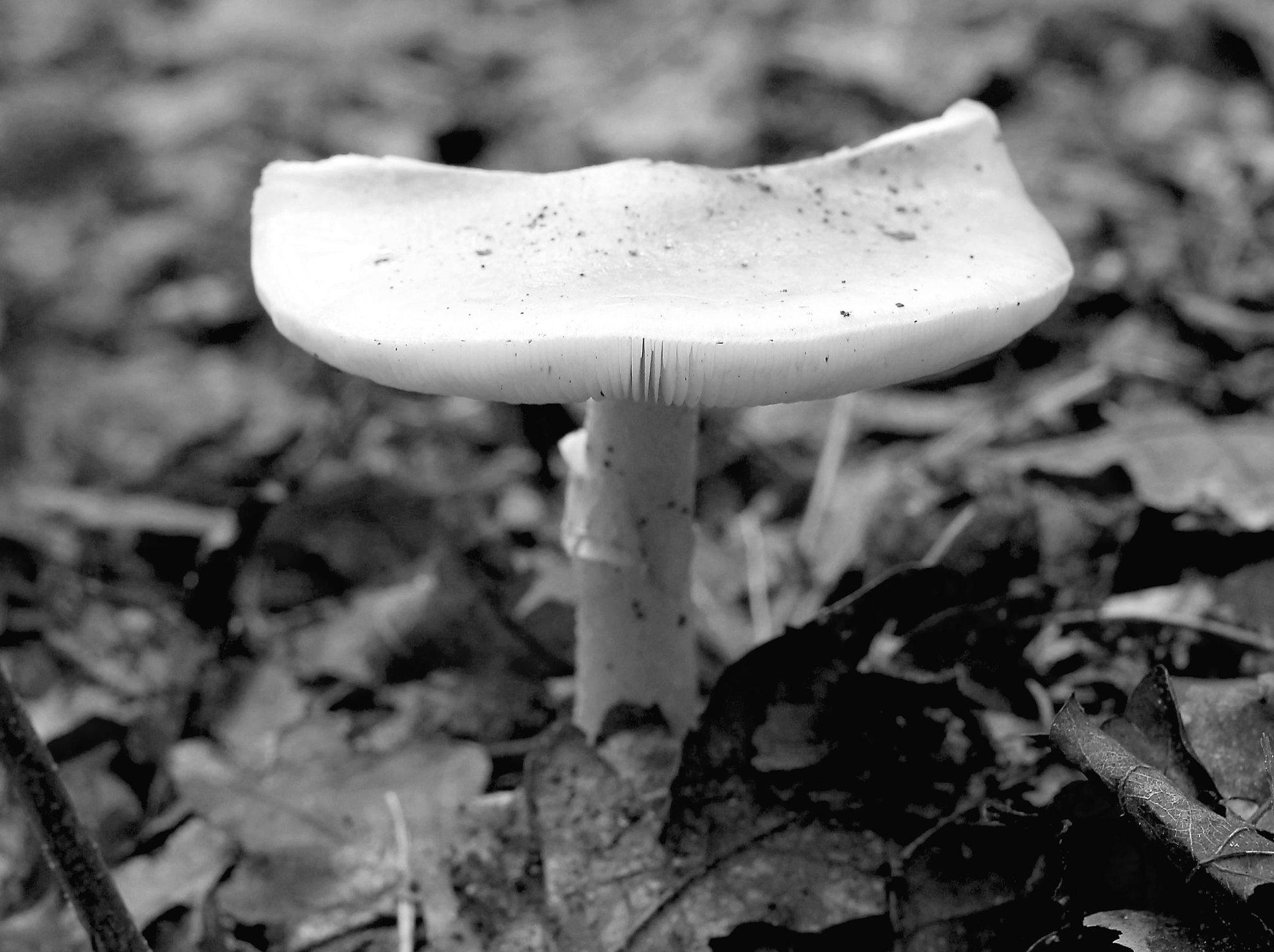Death cap mushrooms sicken Californians