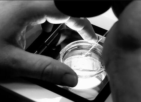 Aetna to cover IVF care for same-sex couples