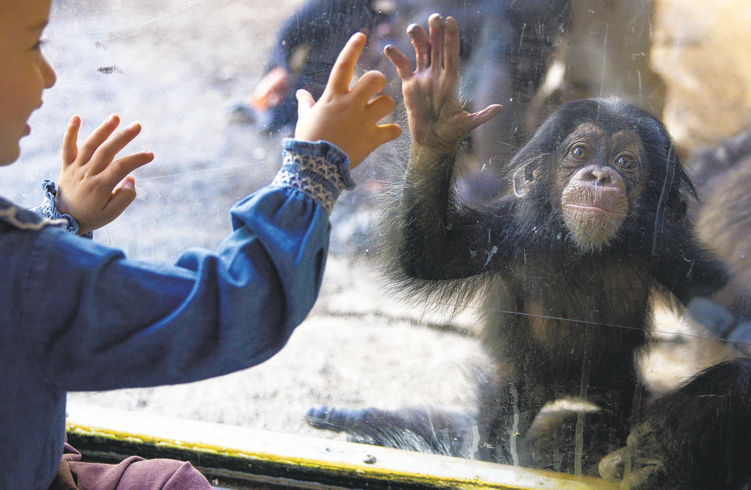 This L.A. Zoo project has been of primate importance