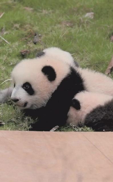 Curious cubs learn to crawl at Chengdu panda base