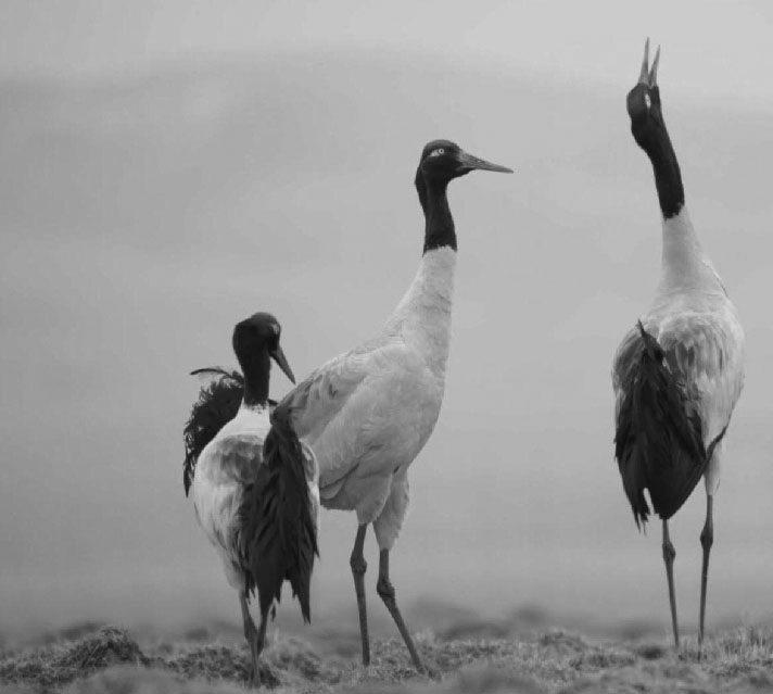 China's nature reserves record rise in migratory birds