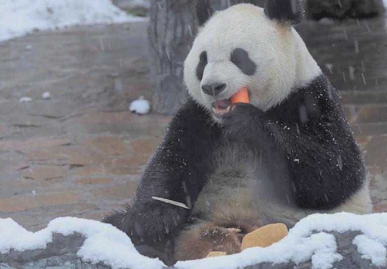 Adorable giant pandas seen enjoying winter weather across China