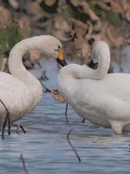 Migratory swans arrive in east China's Fujian for winter as ecosystem improves