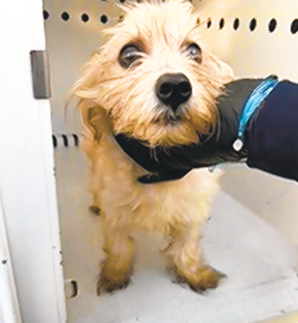 Puppy saved from trash compactor