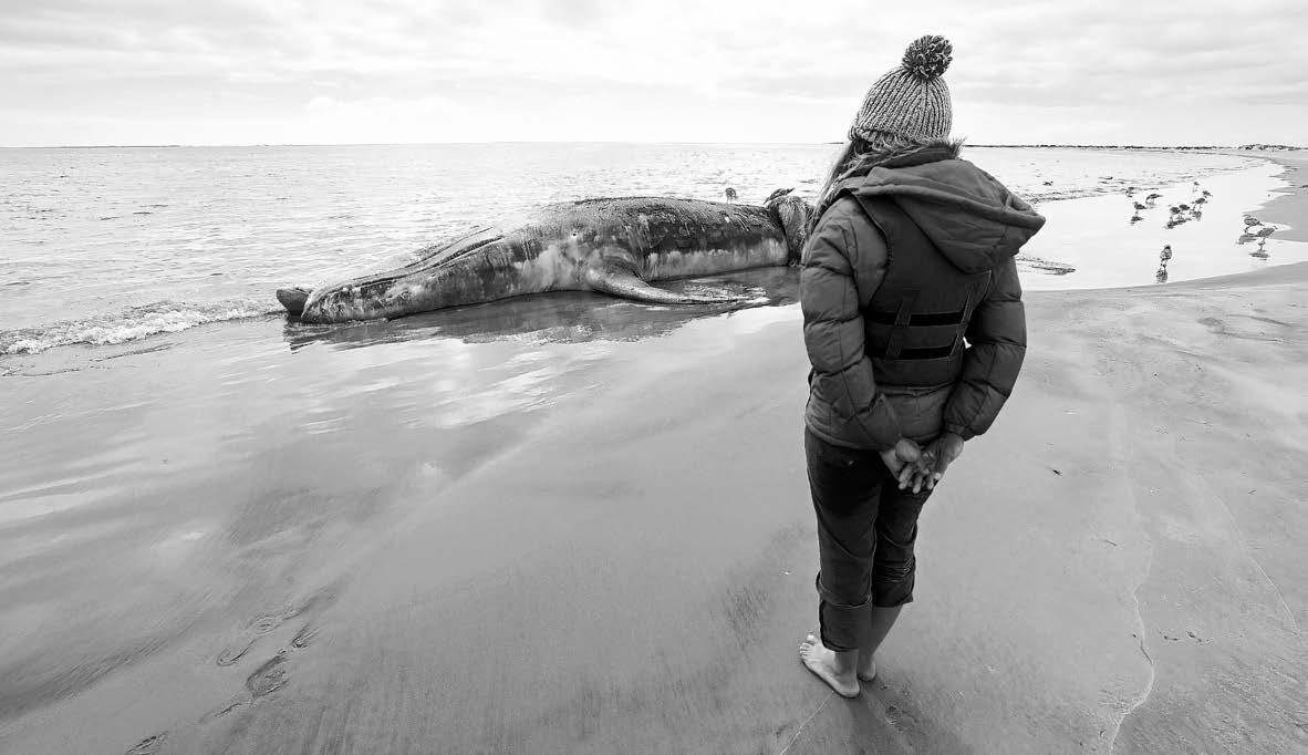 Why California gray whales starve