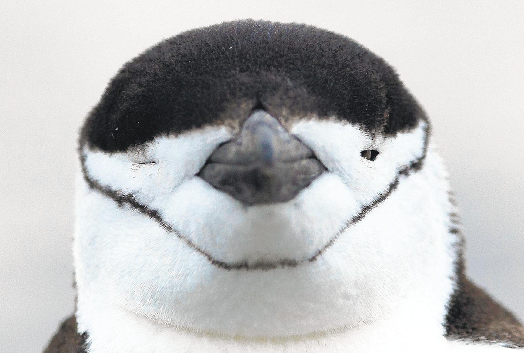 THE SECRET WORLD OF ANIMAL SLEEP