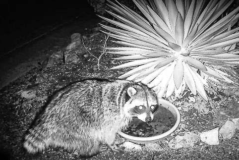 Brain-infecting 'raccoon roundworm' parasite found in dog