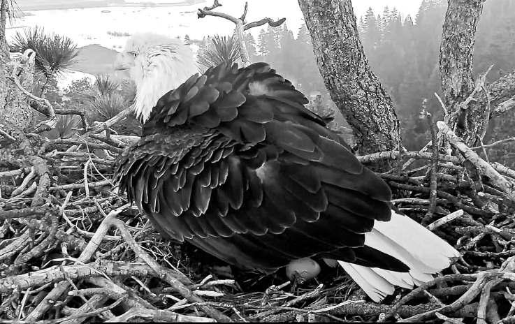 Lovebirds Jackie and Shadow welcome first egg of the year