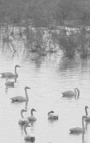 East China county sees arrivals of over 10,000 swans for wintering