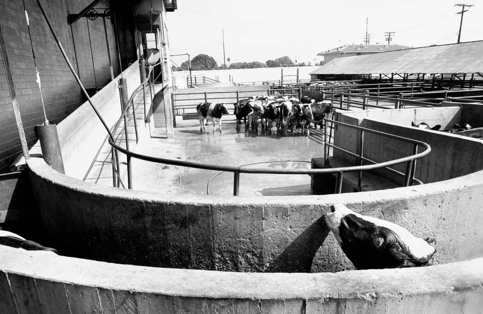 Pico Rivera says it will seek to buy site of meat processor