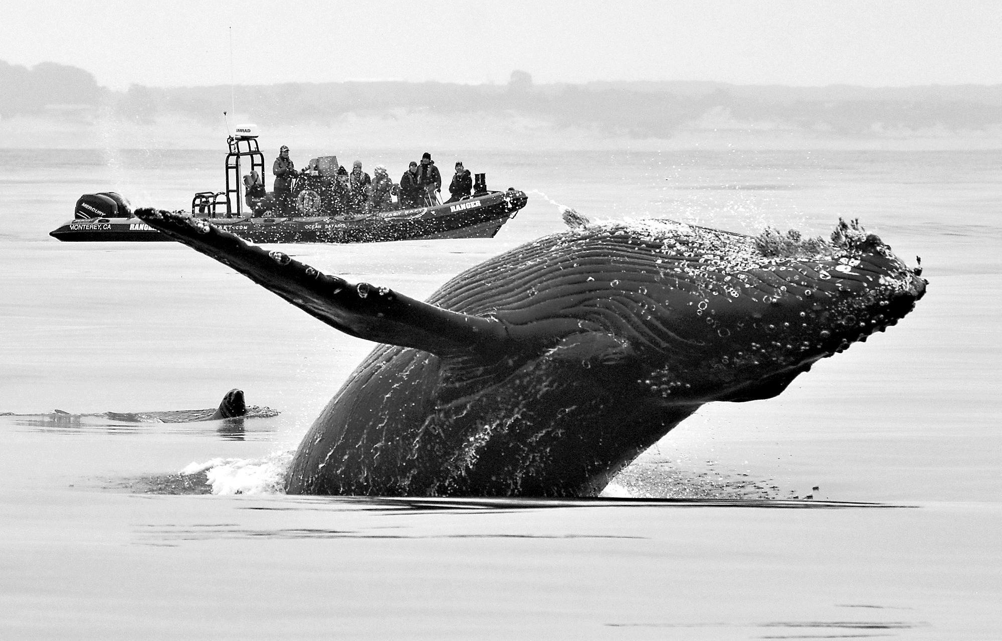 Whale watching across California