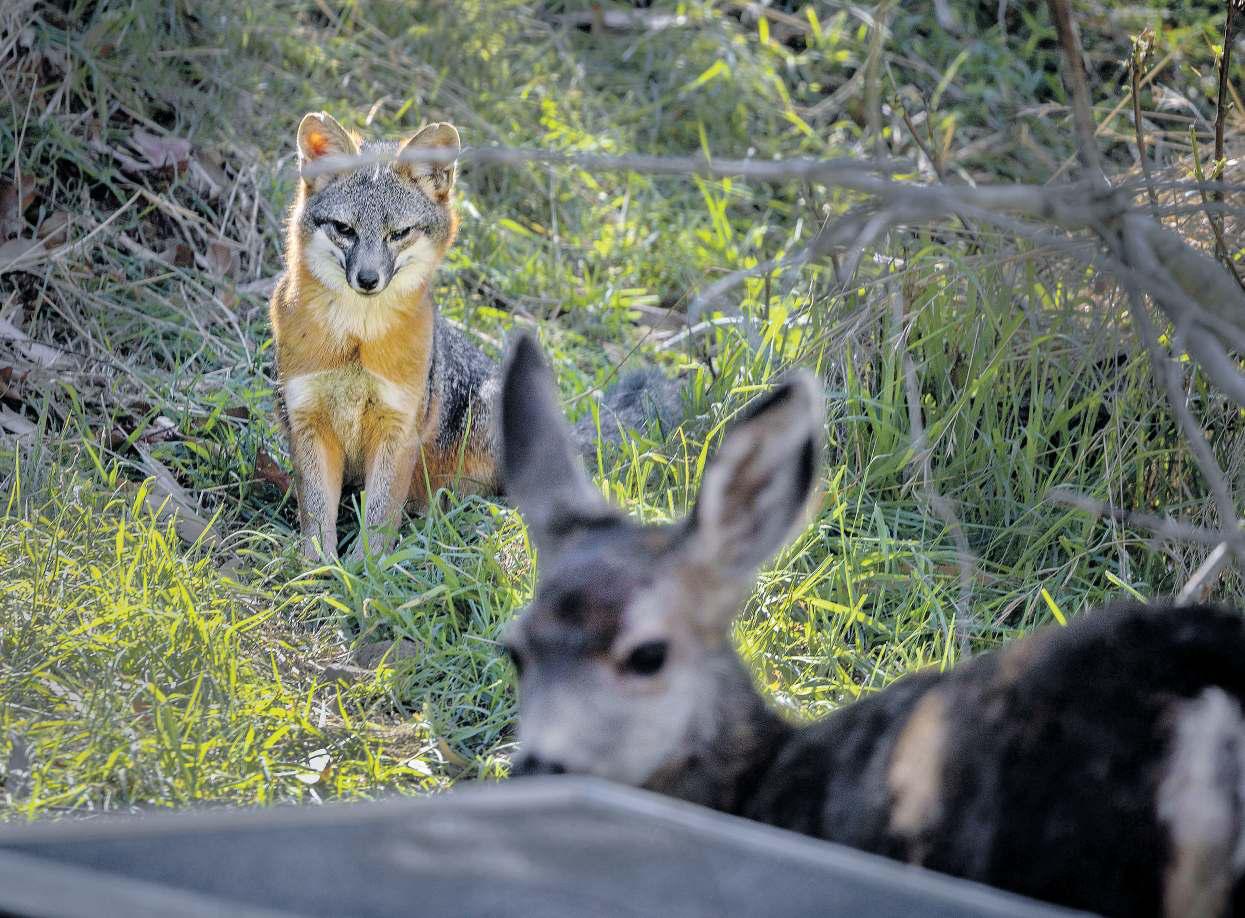 Catalina's deer will be killed to restore ecosystem