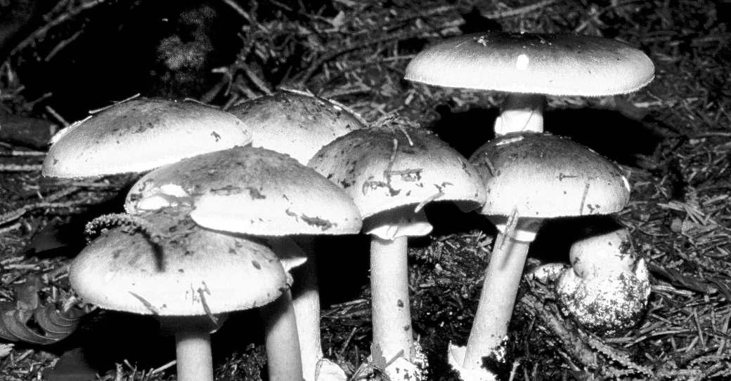 MUSHROOMS GROW ALONG WITH ALARM