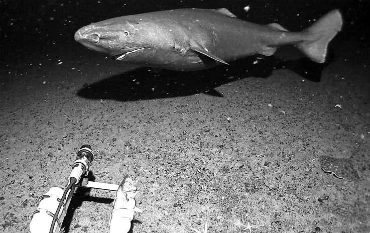 Sleeper shark caught on camera off Antarctica for first time