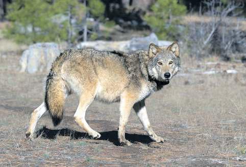 Gray wolf’s unlikely comeback is now a record