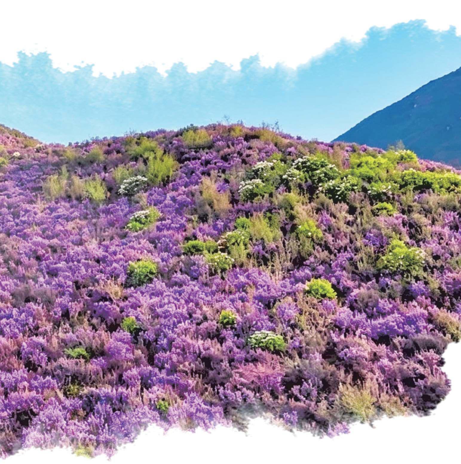 Blooming wild rhododendron blankets China's Qinghai plateau