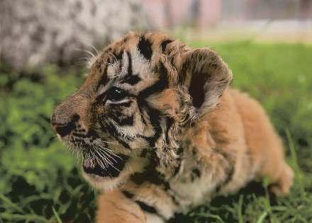 Over 30 Siberian tiger cubs born during peak breeding season in northeast China