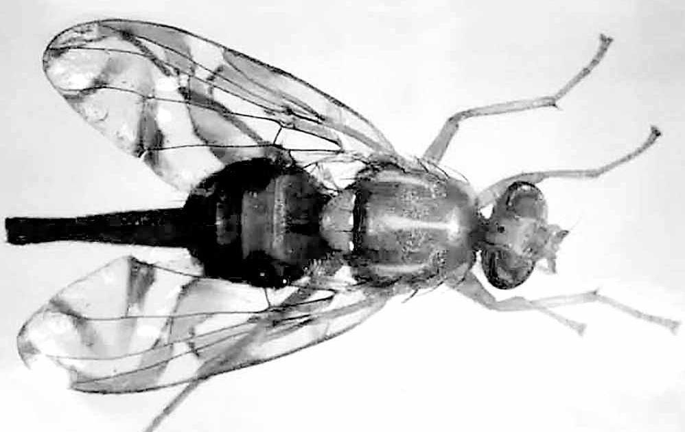 Release planned to curb pests