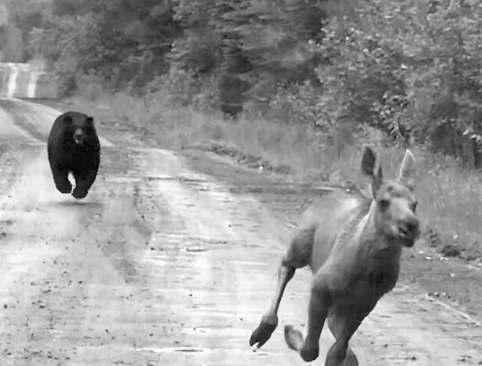 Maine couple help moose calf flee bear