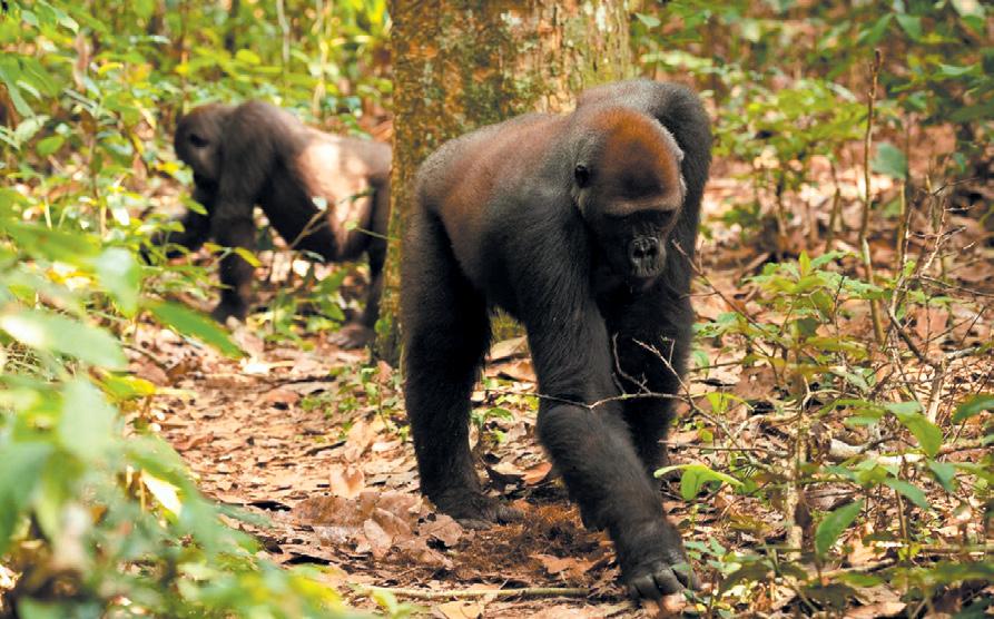 Gorilla Gourmets