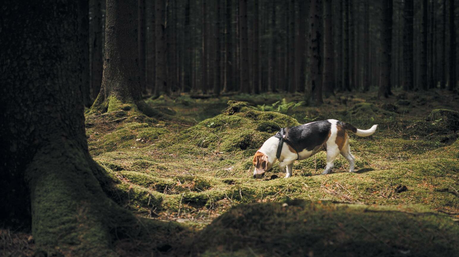 Dog Detectors