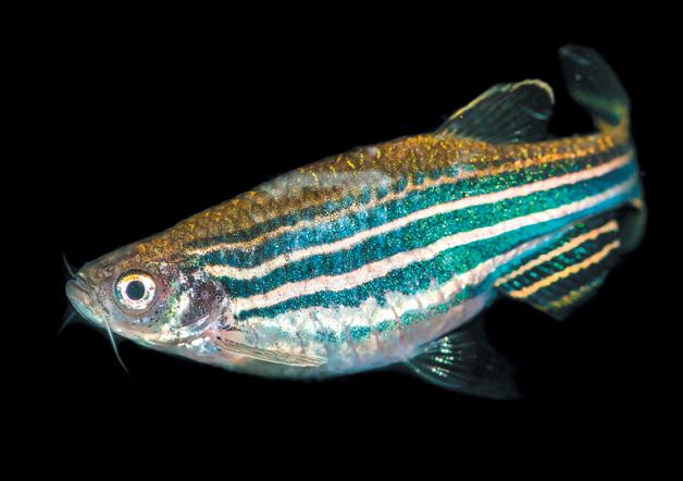 Alchemist Fish