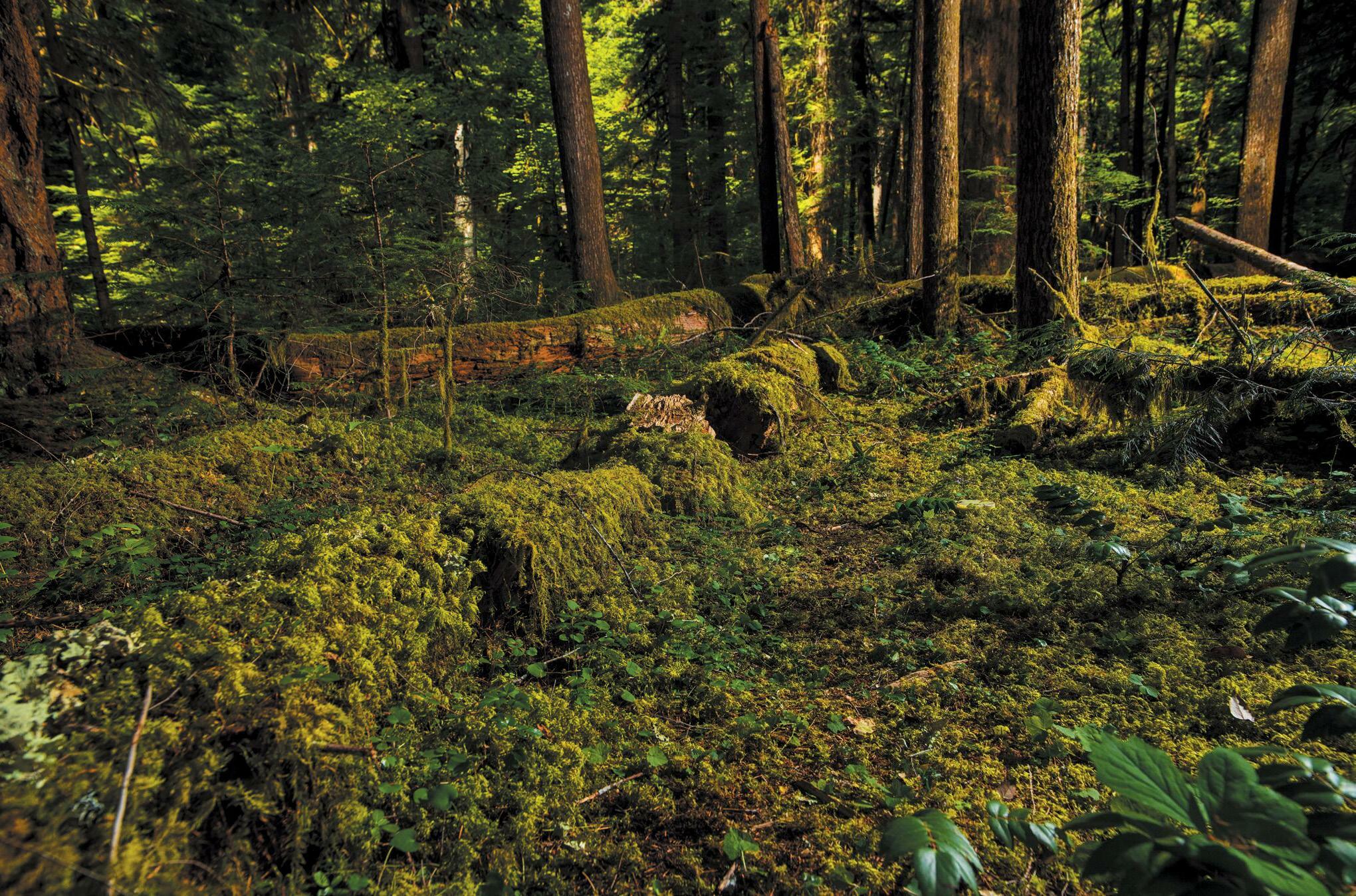 The Lives of Dead Trees